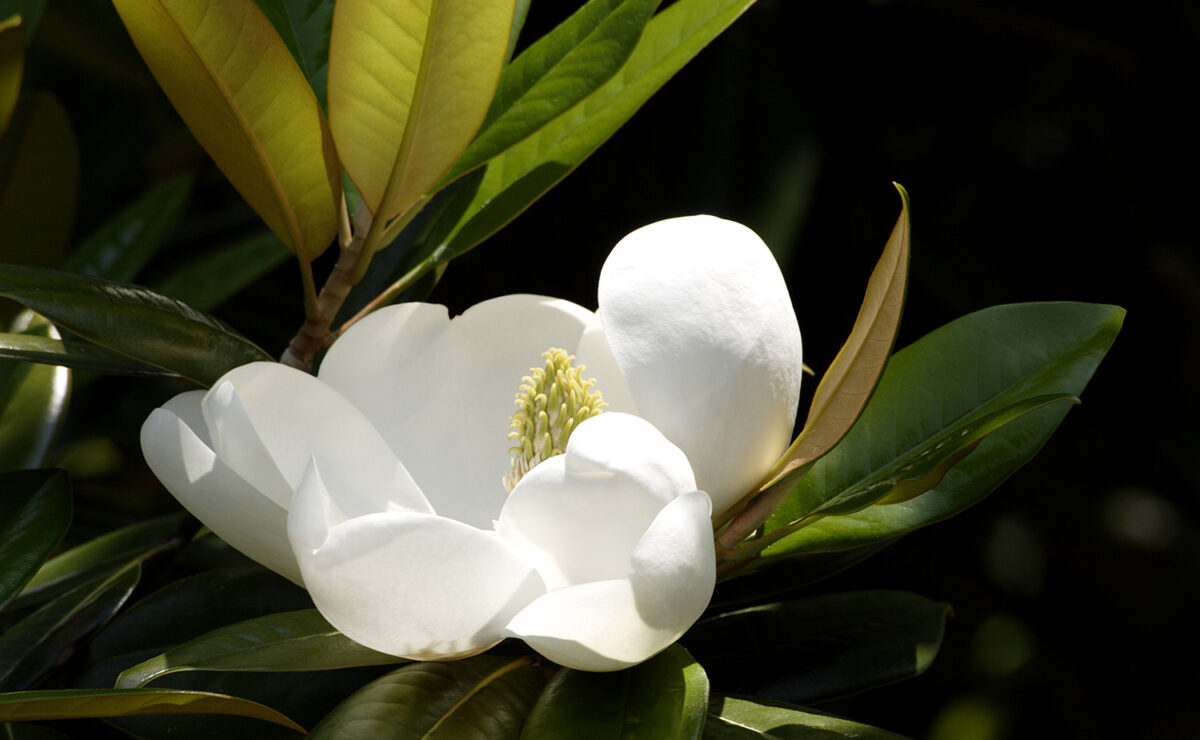 Magnolia flower, representing early spring bloom at The Huntington.